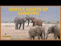 Elephant Bulls Play Fight: the Best Game in the World //Wild Extracts