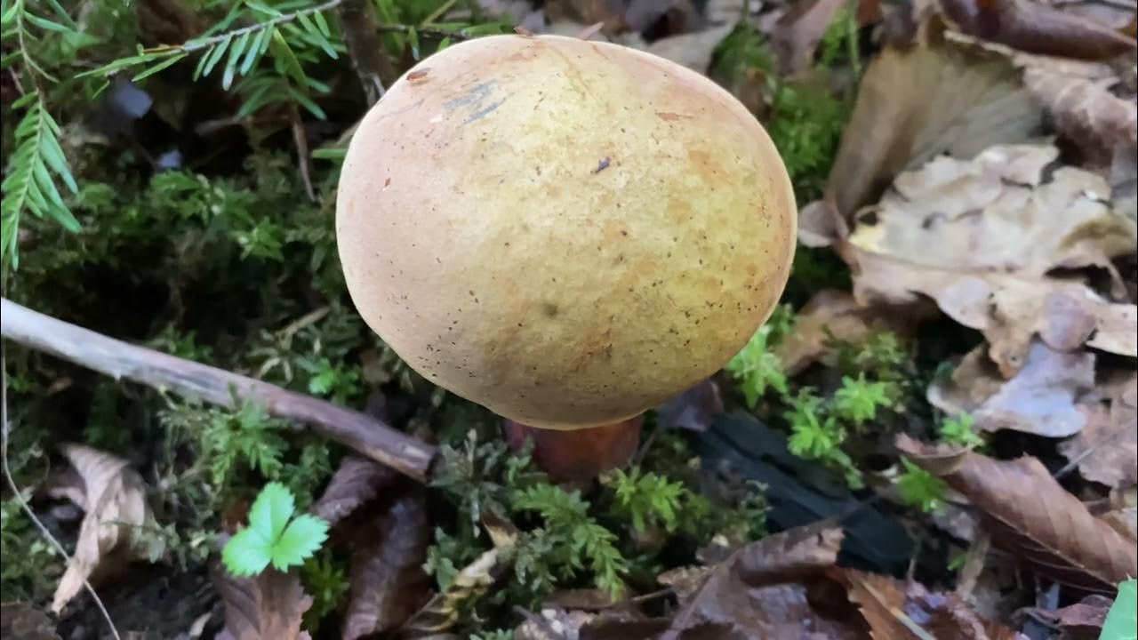 Suillellus mendax, September 4, 2022 YouTube