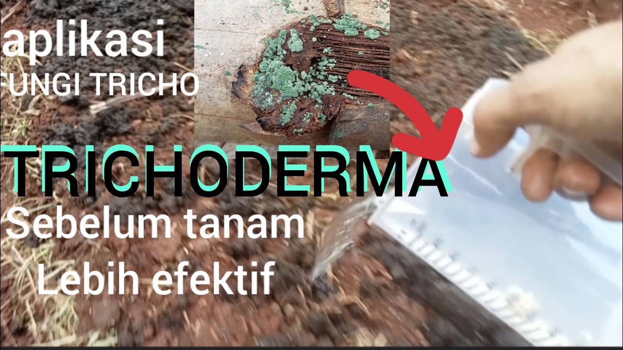CARA APLIKASI #JAMURFUNGI#TRICHODERMA SEBELUM TANAM#TANAH JADI SUBUR, GEMBUR ANTI#JAMUR#PATOGEN