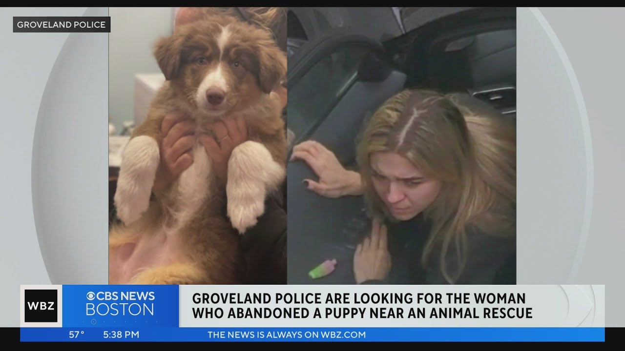Groveland police look for woman suspected on abandoning puppy in alley ...