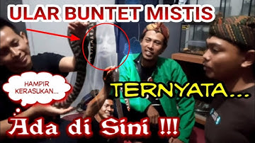 PART 2 REVIEW KOLEKSI HEWAN SAHABAT ALAM || ULAR BUNTET