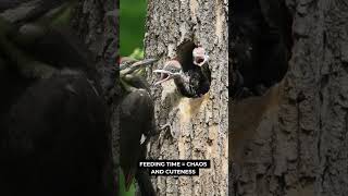 Woodpecker Feeding Chicks Is Pure Nature Magic  #babyanimals #outdoors #calming