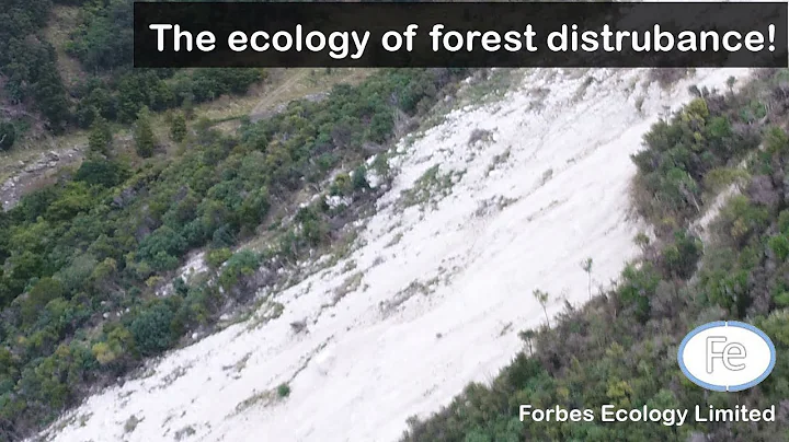 Forest Ecology - The Role of Forest Disturbance | ...