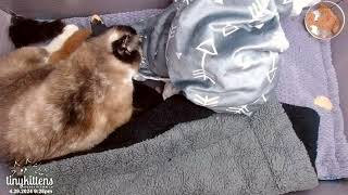 Feral cat Berkeley's 8hourold kittens get weighed