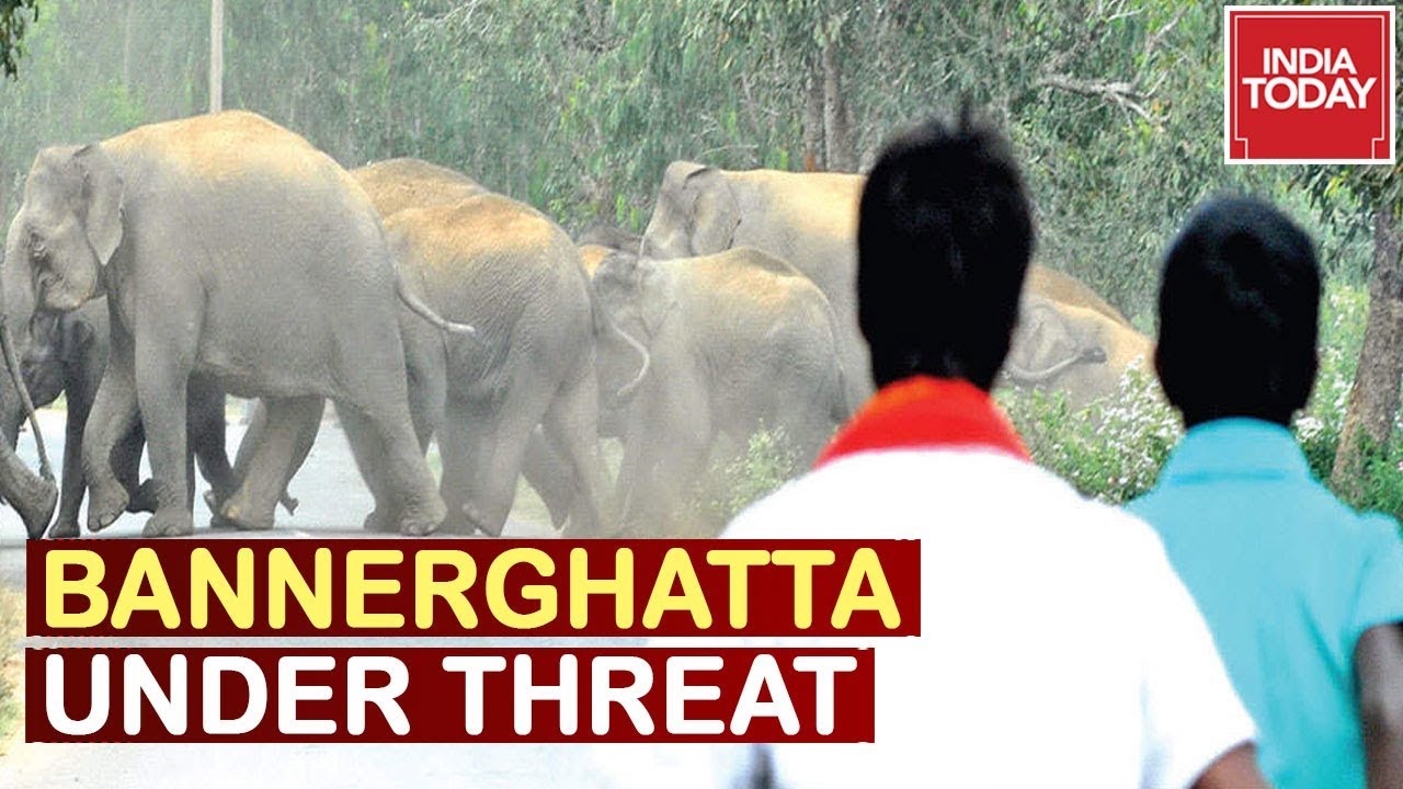 Eco-Senstitive Zones Curtailed In Bannerghatta? B'luru Citizen Raises Alarm | News Today