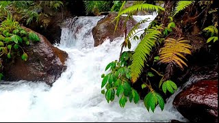 Tranquil River Ambience ASMR: Your Gateway to Serenity and Restful Nights | LuLu Sounds