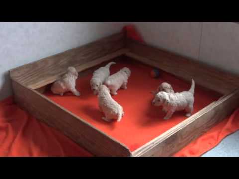 Layla's Goldendoodle pups. Three week old newborn puppies - YouTube