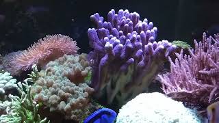 картинка: Морской аквариум 3 года. 