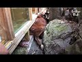 Can A Fainted Horse Mysteriously Stuck Under The Floor Survive? | Kritter Klub