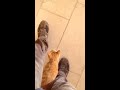 Funny Cute Cat - Sevimli Kedi