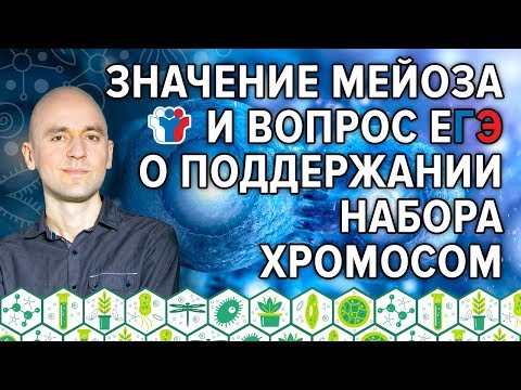 21. Значение мейоза и вопрос ЕГЭ о поддержании набора хромосом