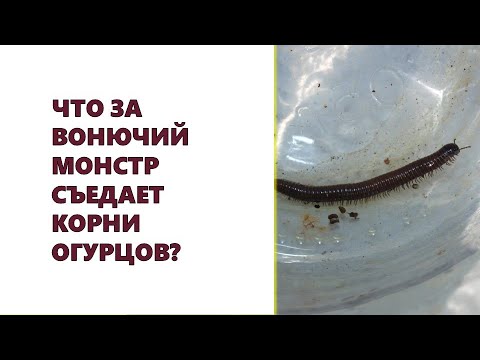 Что за вонючий монстр съедает корни огурцов? Почвенные вредители огурцов