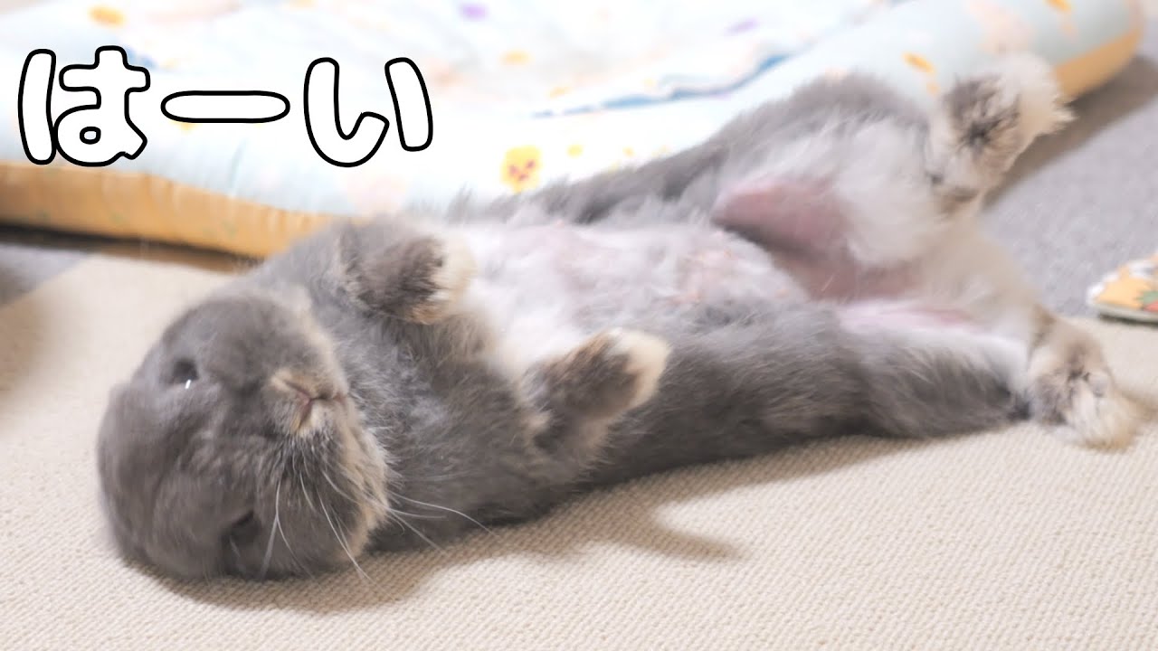 The rabbits are the cutest, taking action every time you call