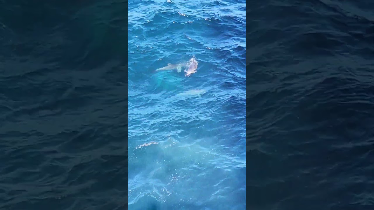 Sydney Dolphins #sydney #australia #sydneytours #sydneyprivatetours www.sydneytourguide.com.au