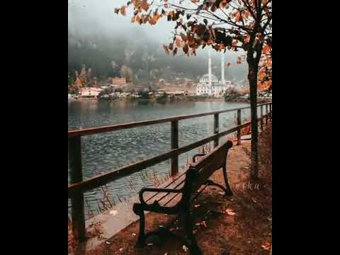 احلامنا كا اوراق الشجر في الخريف