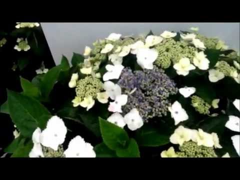 Video: Bluebird Hydrangea Thông tin: Trồng hoa cẩm tú cầu Bluebird Lacecap