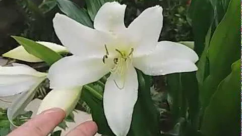 Como é a flor da planta Açucena?