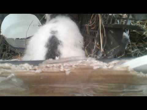 ლაქტაციის პერიოდი