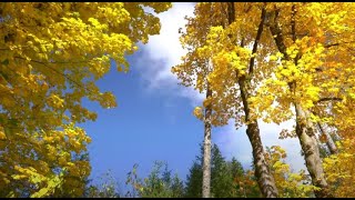 Video thumbnail of "Autumn Leaves - Volos Jazz Quintet"