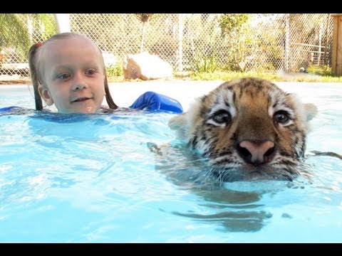 Swimming With Tiger Cubs