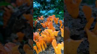 Dacryopinax spathularia fungus Mushrooms wildmushrooms spathularia hathu bimmal nature