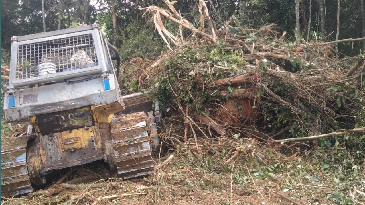 Pembukaan hutan untuk lahan perkebunan kelapa sawit || menggunakan Bulldoser