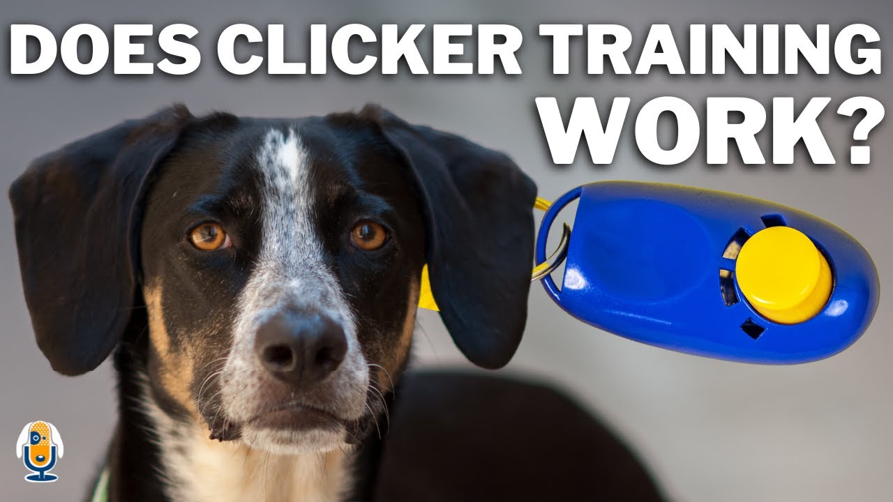 Dog clicker: Pet clicker & Dog training clickers - Training clickers for  dogs – PetSpy