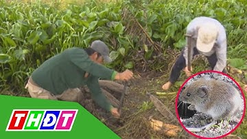 Thú vị nghề săn chuột đồng vào mùa lũ ở miền Tây | THDT