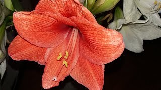Амариллисы. Что же это за растение? Как ухаживать за амариллисом ? Амариллисы. Что же это за растение? Как ухаживать за амариллисом ?