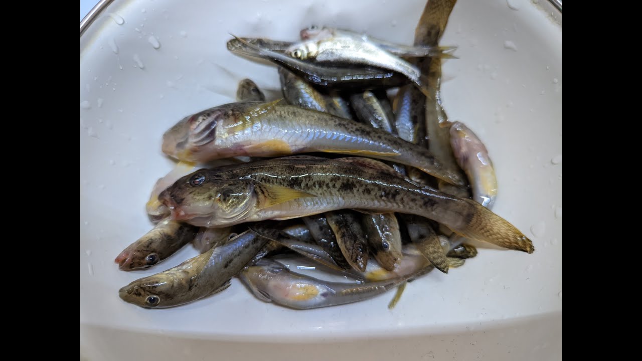 浦安駅近くの境川でハゼ釣り
