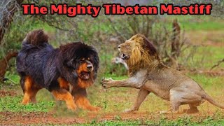 Roaring Majesty: Tibetan Mastiff Facts & Info