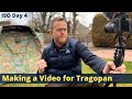 Making a Video for Tragopan | ISO Day 4