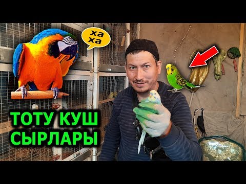 Video: Тоту кушту кантип эркелетүү керек