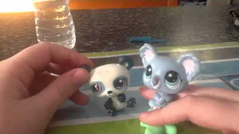 Koalas or Bears