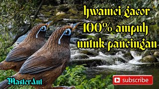 Download Lagu 100% AMPUH UNTUK PANCINGAN HWAMEI BAHAN MAUPUN HWAMEI YG MALAS BUNYI Download Lagu 100% AMPUH UNTUK PANCINGAN HWAMEI BAHAN MAUPUN HWAMEI YG MALAS BUNYI