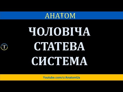 ЧОЛОВІЧА СТАТЕВА СИCТЕМА