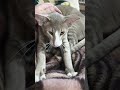 всем доброй ночи #oriental #cat #cats #shorts