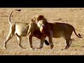 Lion brothers meet affectionately on the African Plain