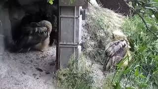 Eagle Owl, Denmark 2019-07-01 Mom And Owlets