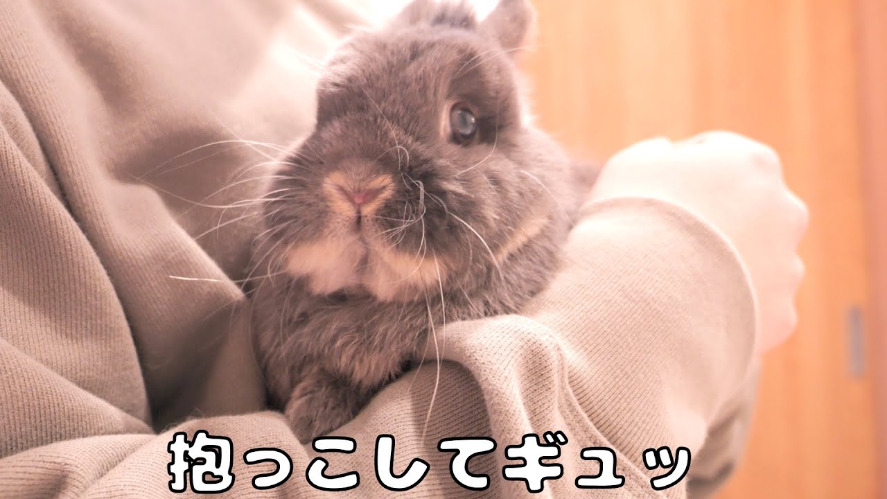 飼い主が好きすぎて自分から抱っこを要求してきたウサギが可愛すぎました【No.1833】