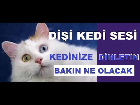 Disi Kedi Sesi Kedi Cagirma Sesi Yavru Kedi Sesi Kiz Kedi Sesi Youtube