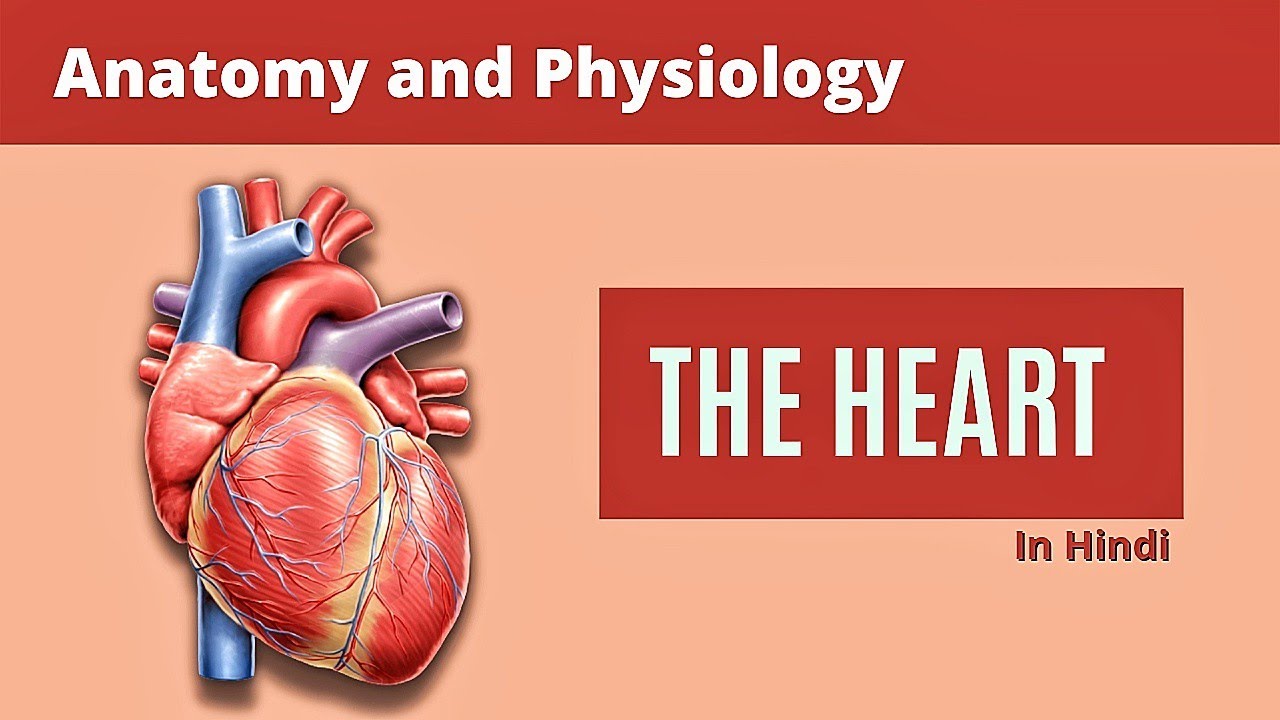 Anatomy and Physiology of the heart heart function in hindi heart