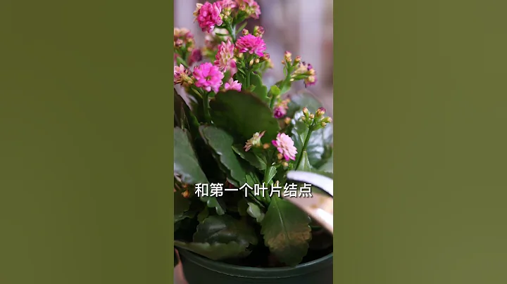 長壽花凋謝以後怎麼修剪？ - 天天要聞