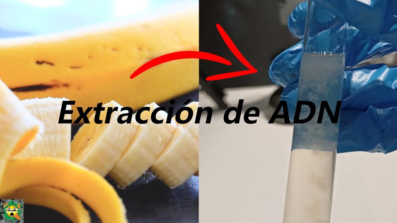 Extracción Del ADN De un PLÁTANO de forma CASERA!!! | Elementos