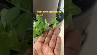 Growing Sugar Snap Peas In Tx