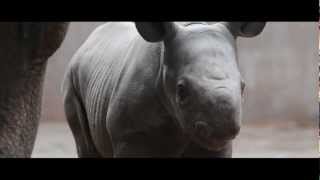 Baby rhino born at Chester Zoo