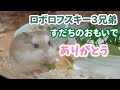 すだちのおもいで　ロボロフスキー３兄弟　2021年10月のようす【ハムスター/ロボロフスキー】