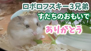 すだちのおもいで　ロボロフスキー３兄弟　2021年10月のようす【ハムスター/ロボロフスキー】