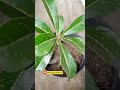 Adenium Di Potong Tumbuh Lagi