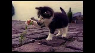 Slank  Pandangan Pertama